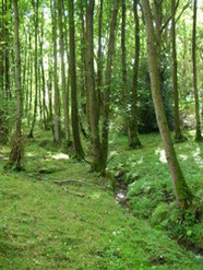 Sep 2013: 3A Aldernbridge Gully